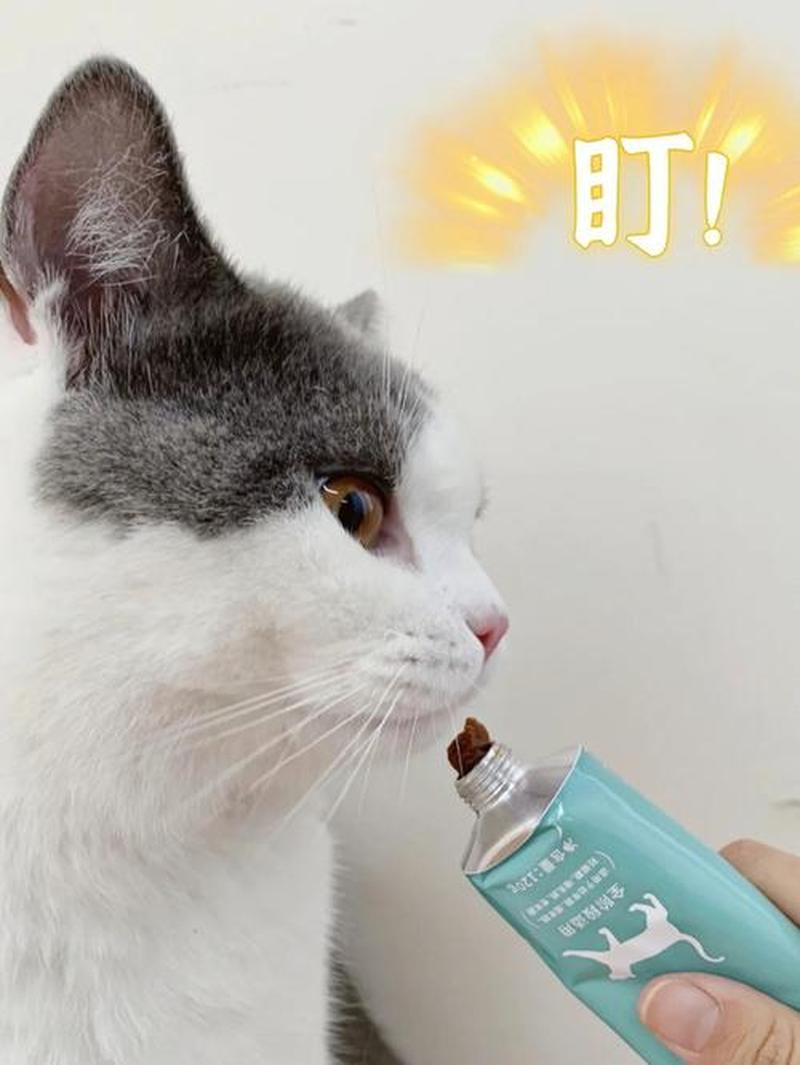 营养膏怎么喂猫吃_如何巧妙地使用营养膏喂食猫咪-第1张图片-猫咪屋