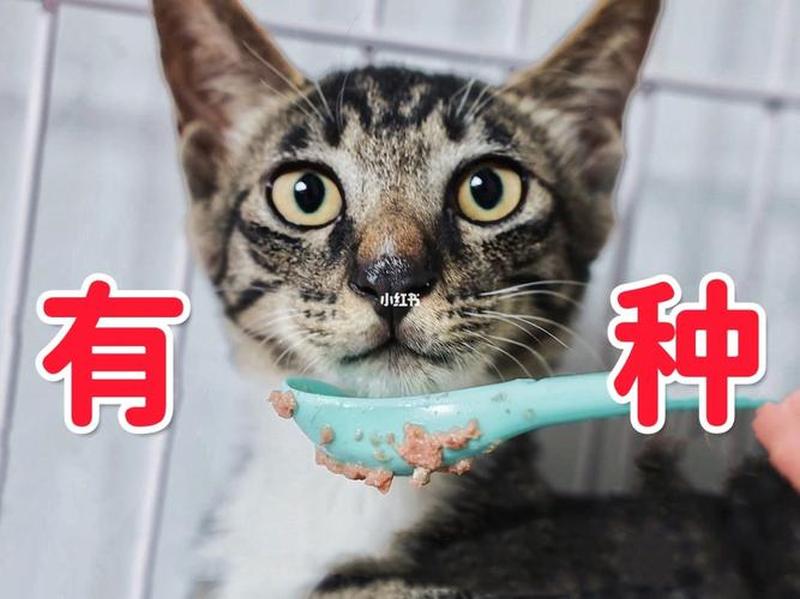 宠物猫不吃东西多久会饿死—猫绝食几天会致命：探索不吃不喝的后果-第1张图片-猫咪屋