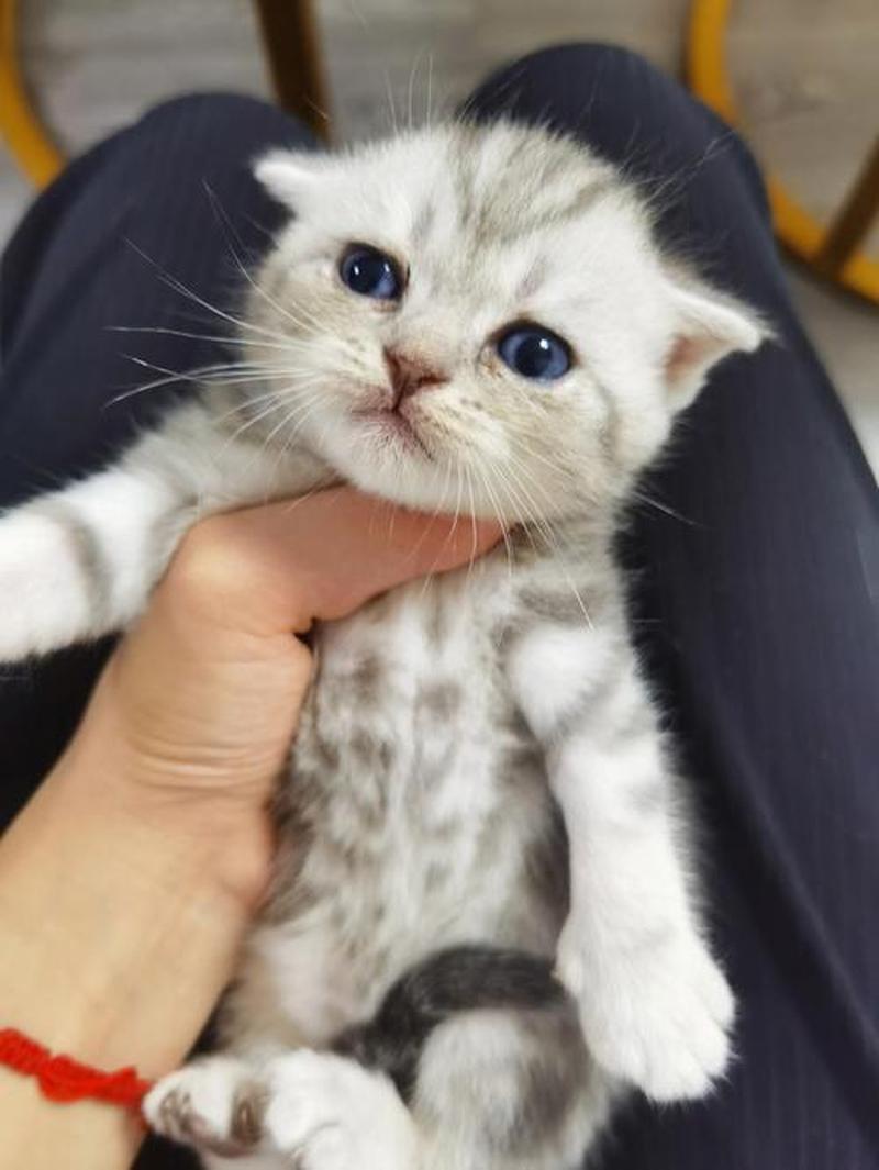 英短蓝猫喂生牛肉_英短蓝猫的生牛肉盛宴：营养与美味的完美结合-第1张图片-猫咪屋