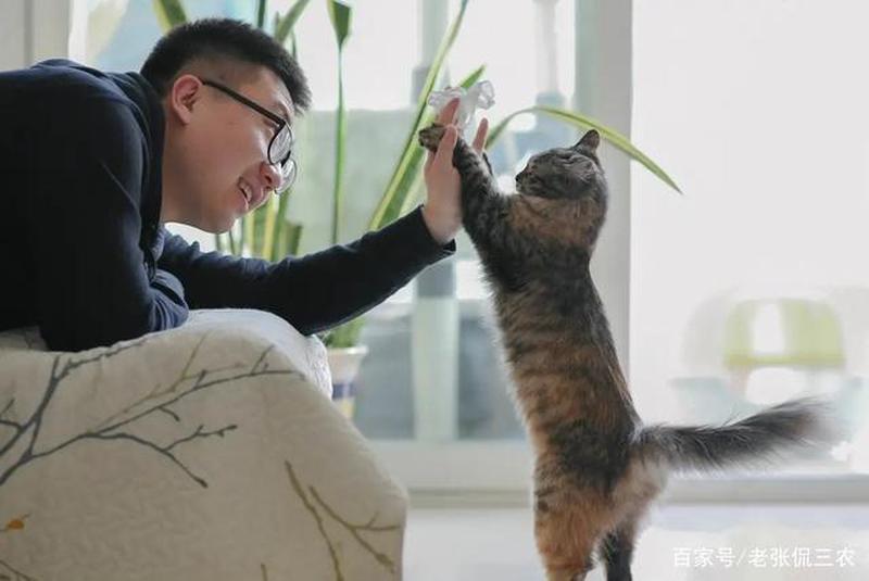 男的养猫好还是好_男的适合养猫还是-第1张图片-猫咪屋