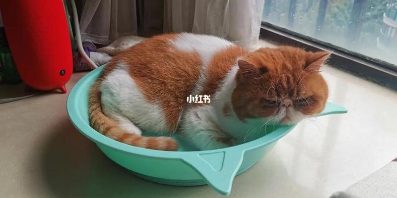 猫慢性肾衰食欲下降_猫慢性肾衰：食欲减退背后的真相-第1张图片-猫咪屋