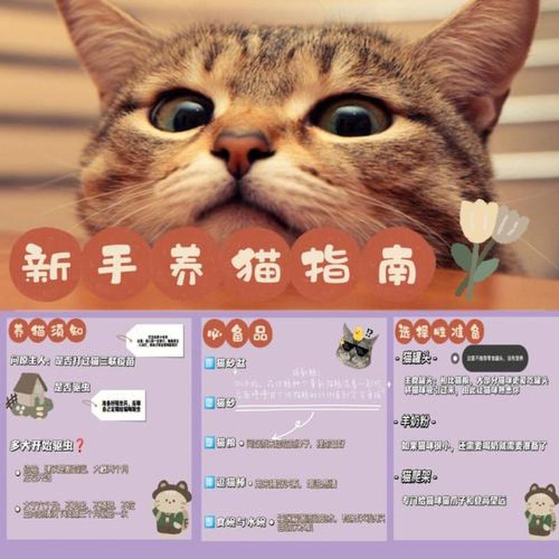 学生养猫注意事项_养猫指南：学生公寓里的猫咪小伴侣-第1张图片-猫咪屋