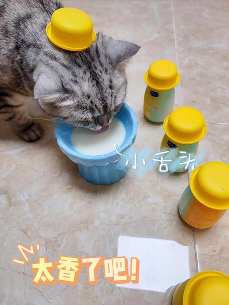 猫能喂酸奶么—猫咪能享用酸奶的妙趣探索-第1张图片-猫咪屋