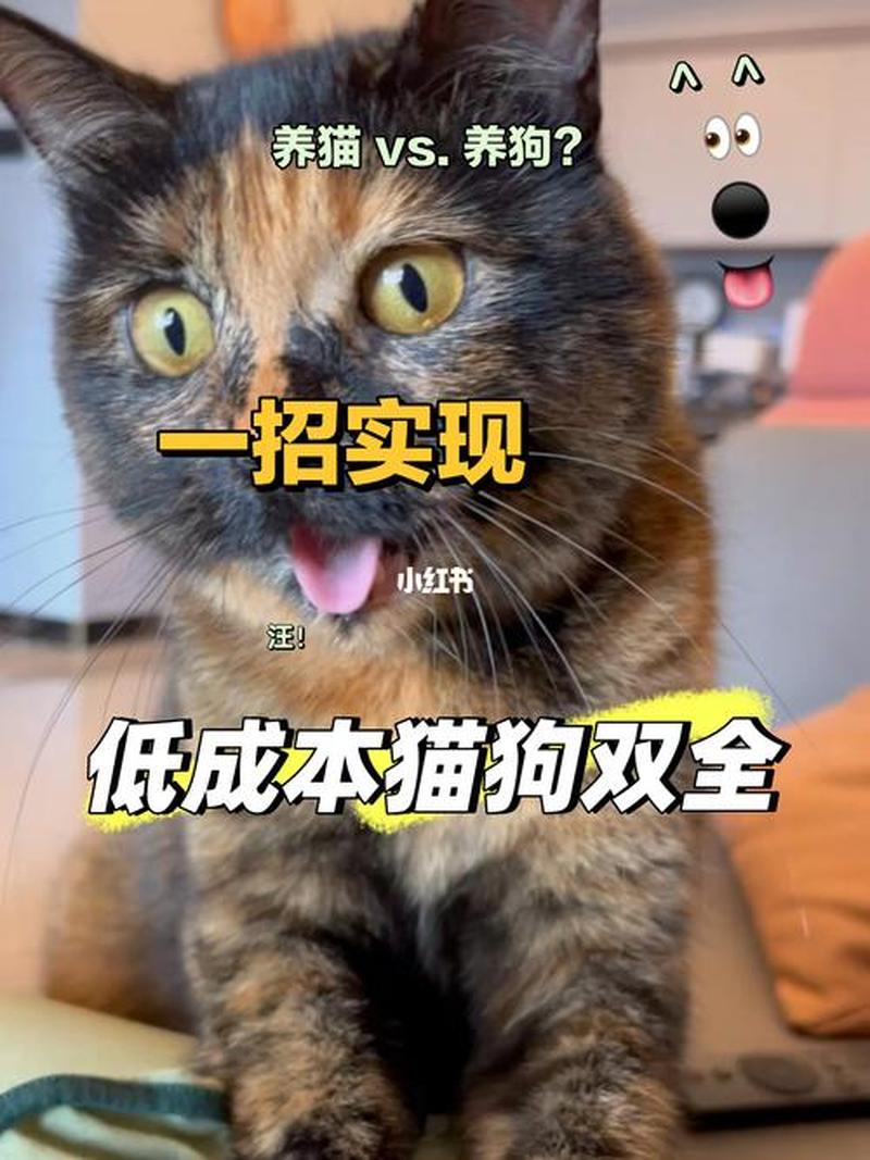 养猫是吸猫狗呢—养猫是吸猫狗呢为什么-第1张图片-猫咪屋