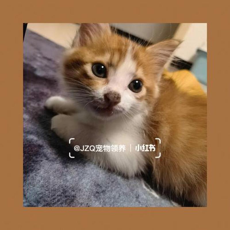 朝阳有领养猫的网站吗—朝阳有领养猫的网站吗在哪-第1张图片-猫咪屋