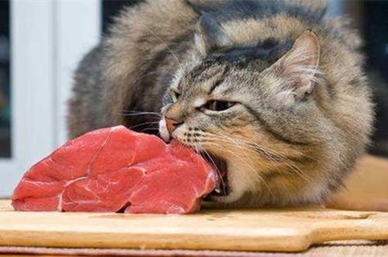 猫一天喂多少肉_猫猫一天吃多少肉-第1张图片-猫咪屋