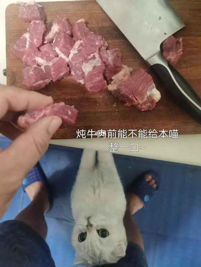 猫吃生牛肉每天喂多少_给猫吃生牛肉需要注意什么-第1张图片-猫咪屋