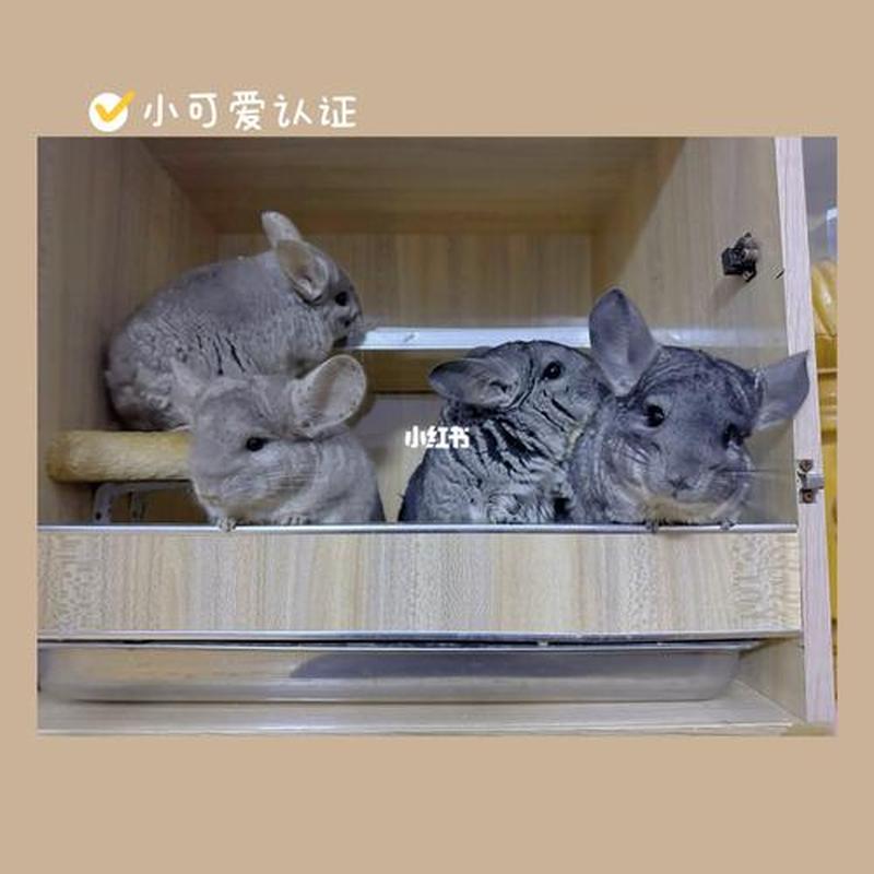 龙猫成年可以喂马祖瑞吗_成年龙猫可以喝奶粉吗-第1张图片-猫咪屋