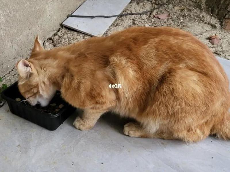 给流浪猫喂什么猫粮_流浪猫的食物指南：喂食小贴士和营养建议-第1张图片-猫咪屋
