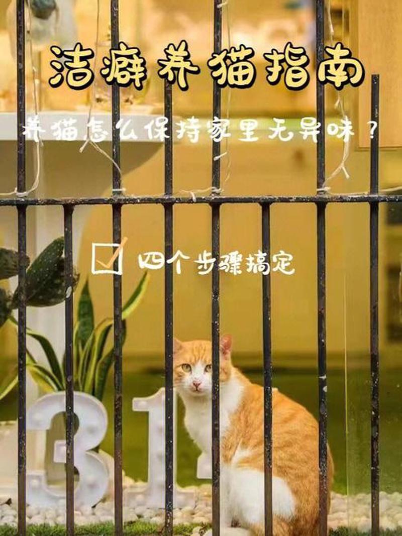 家里不让养猫—家里养猫受阻：难以实现的心愿-第1张图片-猫咪屋