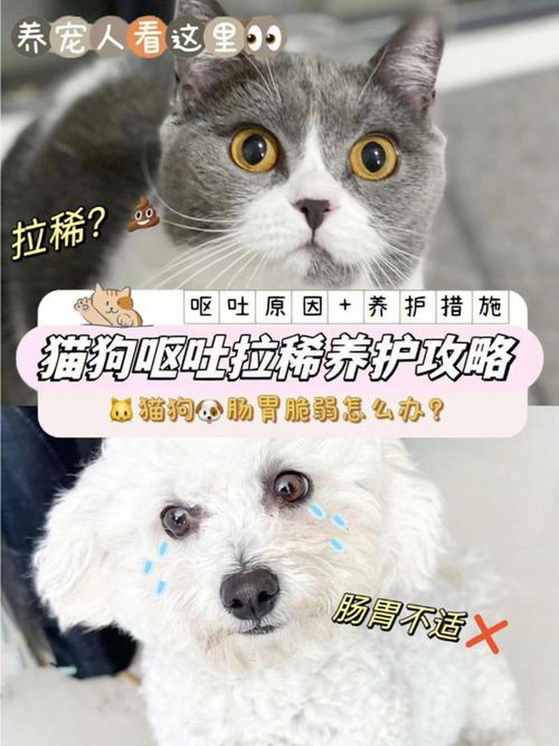 给猫咪洗完澡吐了(猫咪洗澡后肠胃不适，益生菌助恢复)-第1张图片-猫咪屋