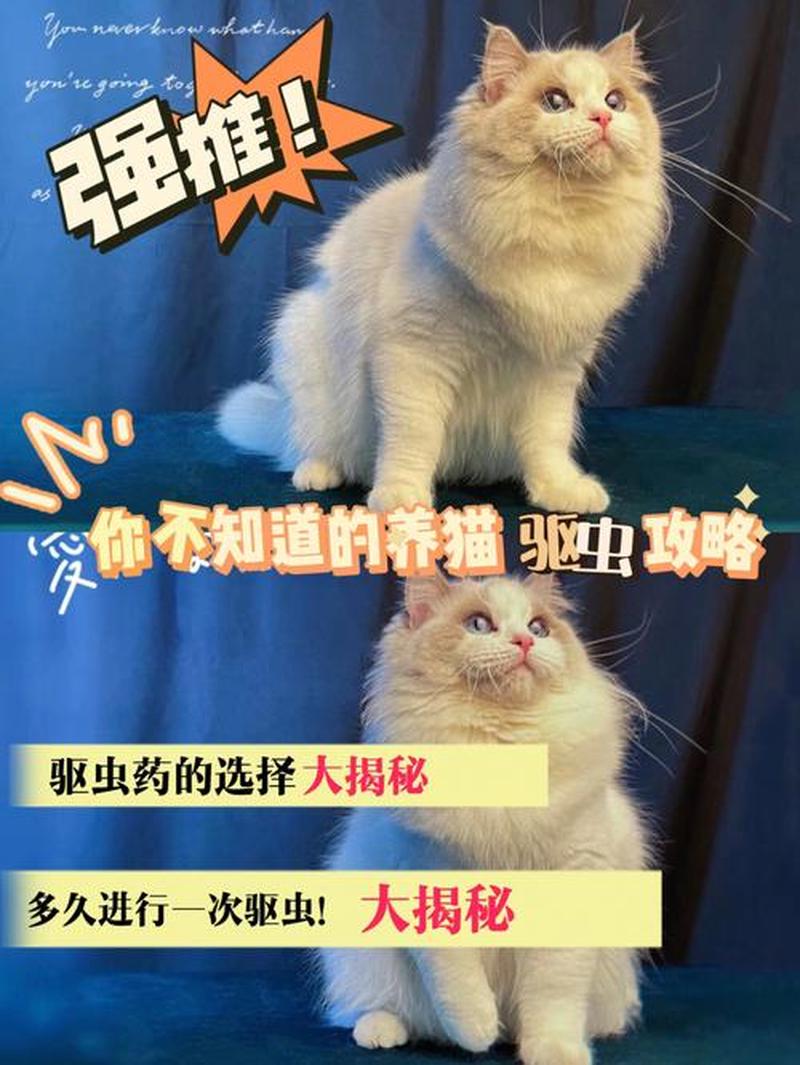 养猫会乱屎吗为什么_猫咪如厕习惯大揭秘：真会随处拉屎？-第1张图片-猫咪屋