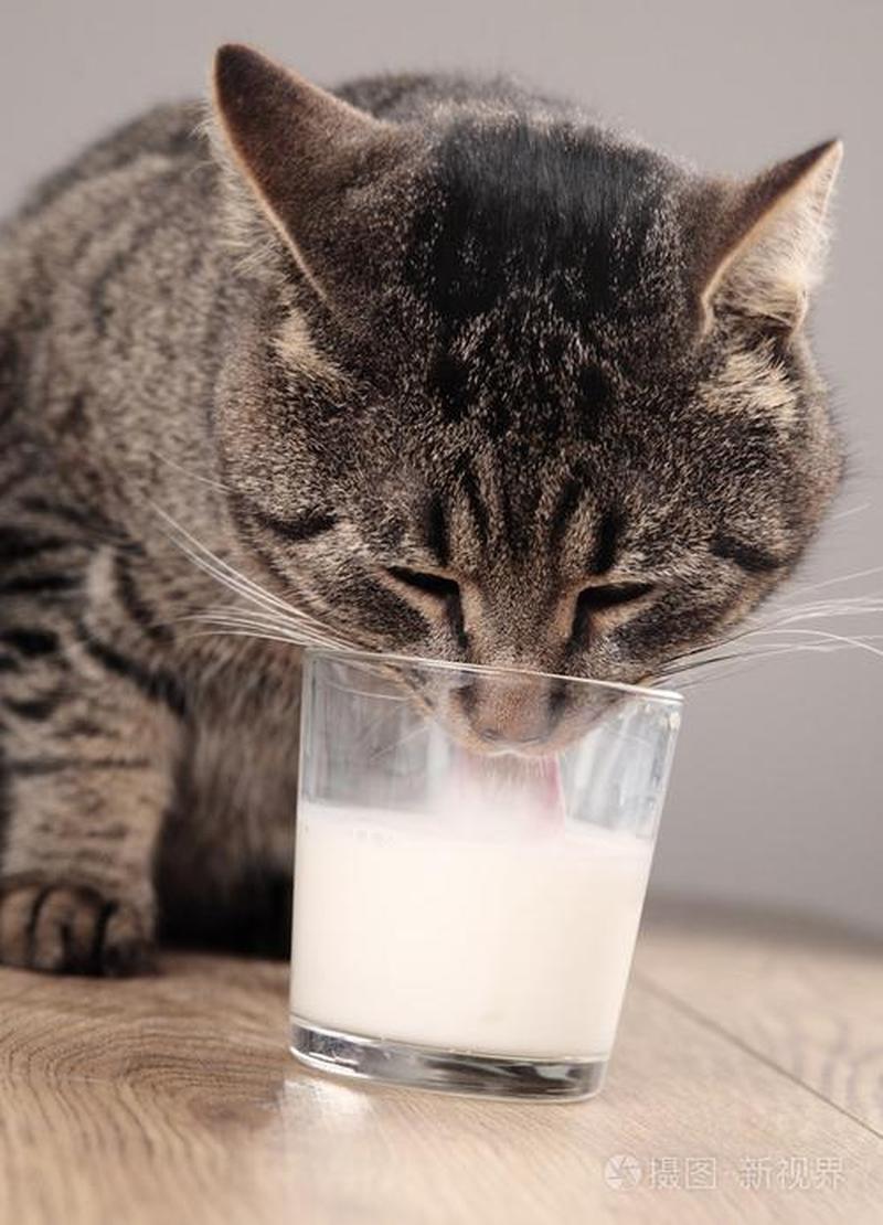 猫可以每天喂牛奶吗会死吗_猫能否每天喝牛奶？揭开真相-第1张图片-猫咪屋