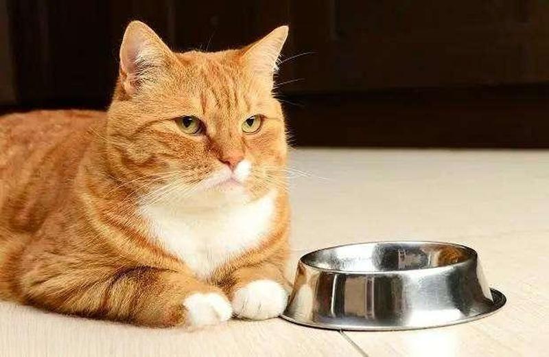 猫饿一天再喂—一天绝食后的猫咪盛宴-第1张图片-猫咪屋