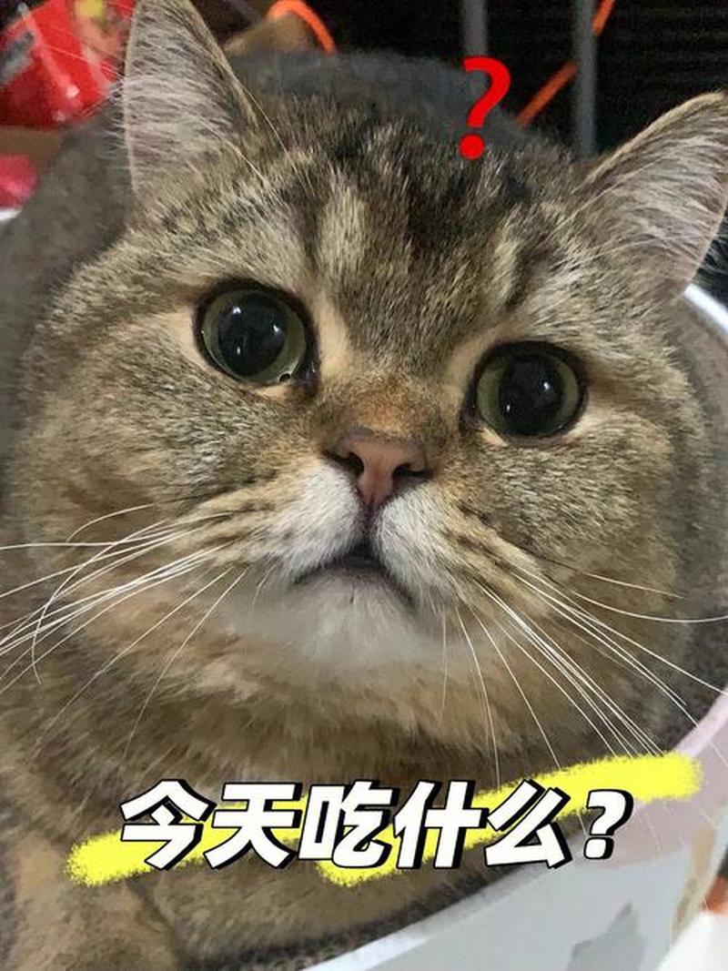 猫要人喂才吃猫粮—傲娇猫咪玩心起 拒吃猫粮求铲屎官喂-第1张图片-猫咪屋