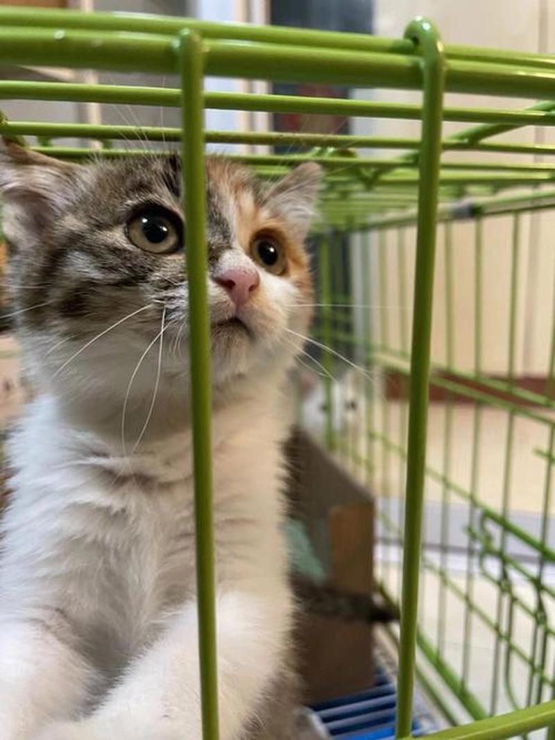 通州猫咪救助—领养通州的小毛团：给猫咪一个爱巢-第1张图片-猫咪屋