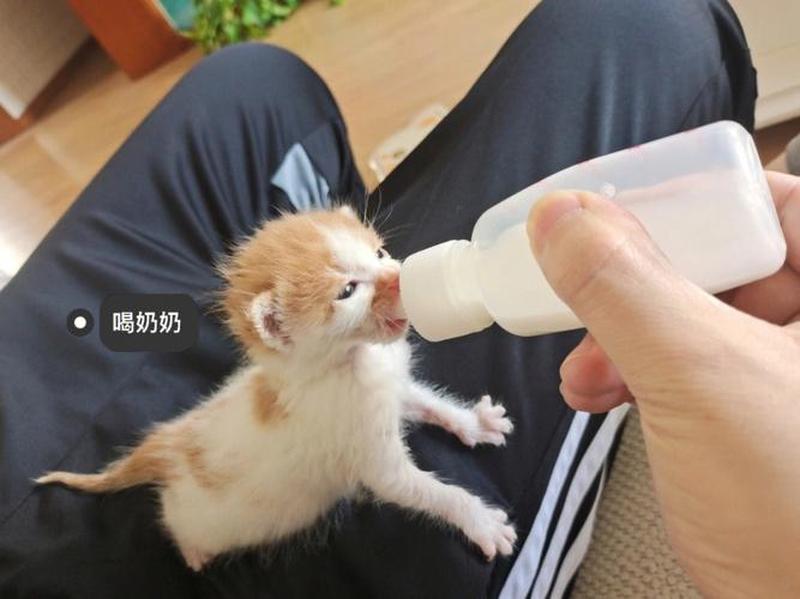 用什么东西喂猫奶(用什么奶喂小猫)-第1张图片-猫咪屋