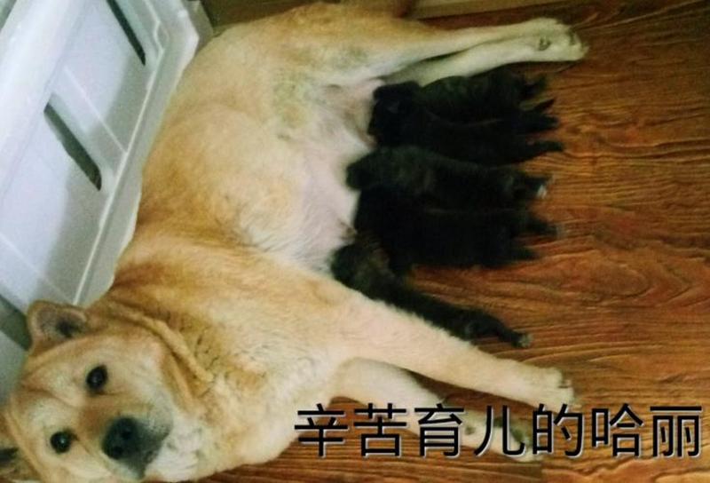 带孩子能养猫_带娃养猫：平衡育儿与萌宠的温馨之道-第1张图片-猫咪屋