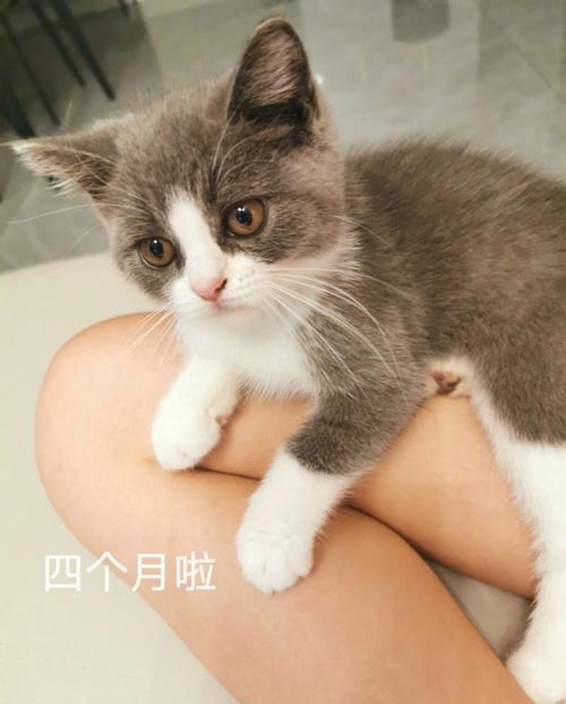 4个月猫食欲下降_4个月小猫食欲骤降，原因探究与应对措施-第1张图片-猫咪屋