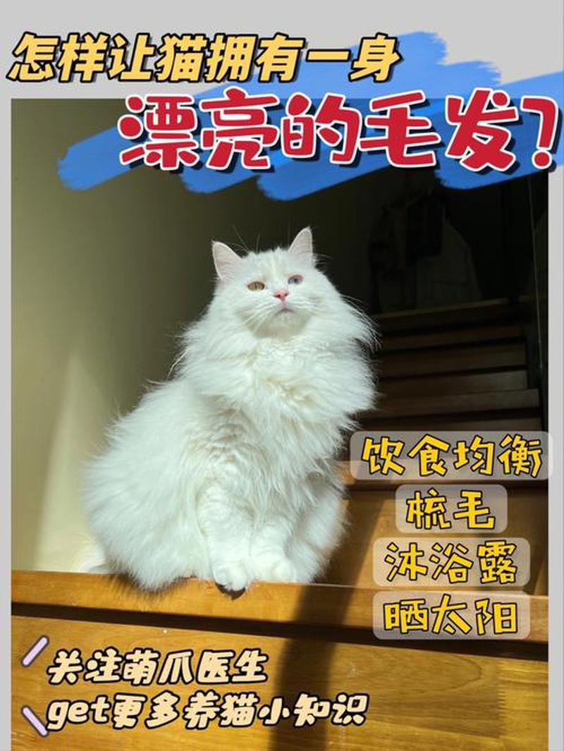 给猫喂什么长得好—科学喂养贴心猫：助其健康成长的营养之道-第1张图片-猫咪屋