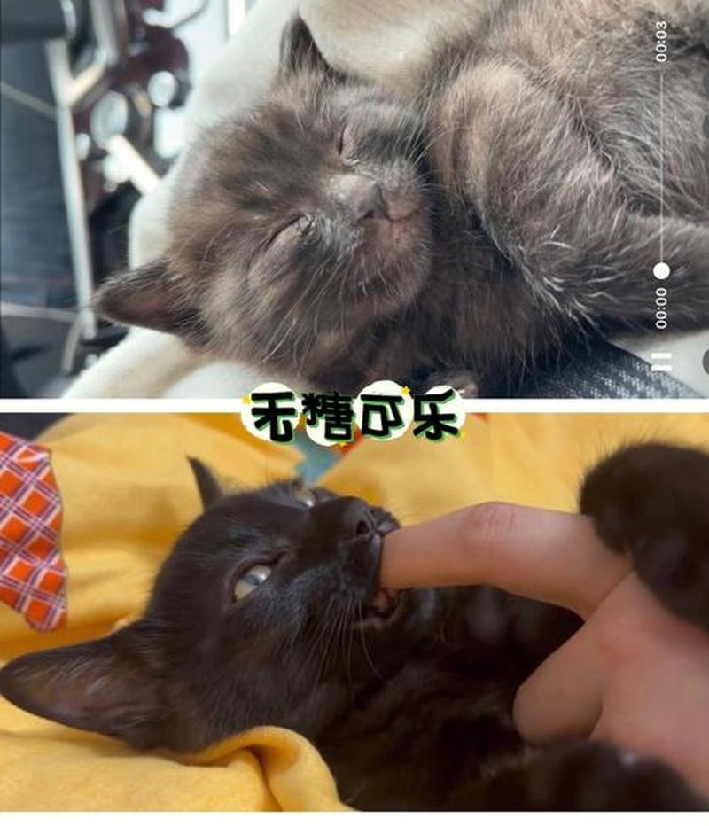 重庆有领养猫_寻找重庆有爱心的领养者：用领养代替购买，给猫猫一个温暖的家-第1张图片-猫咪屋