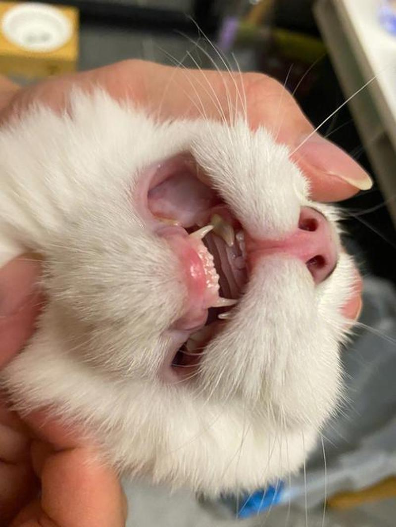 猫换牙会不会不吃东西—换牙期猫咪食欲下降的解析与应对-第1张图片-猫咪屋