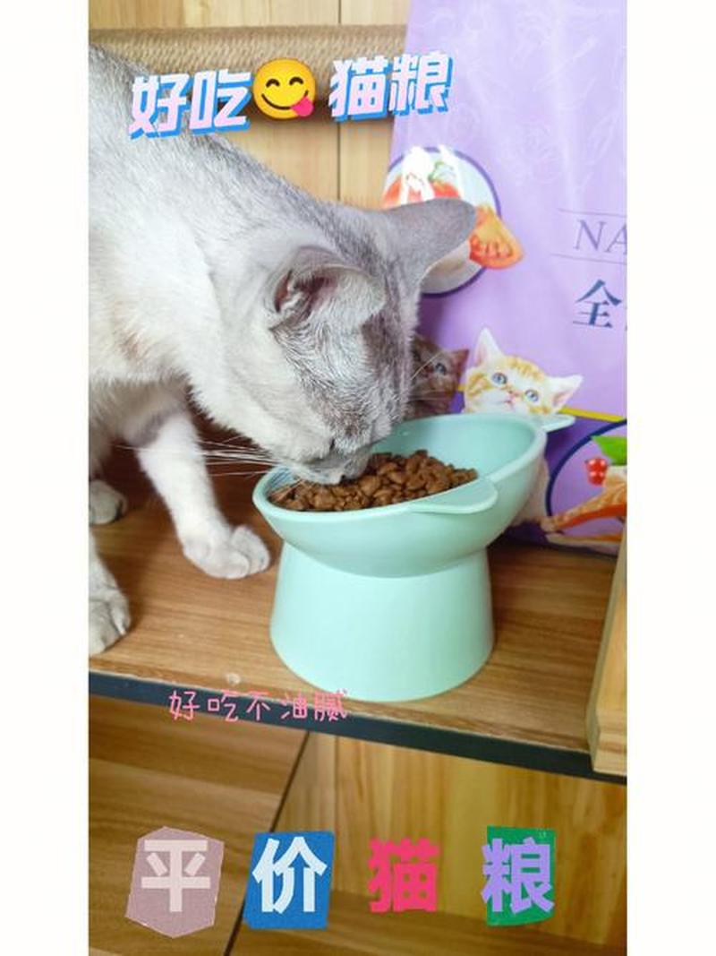 猫咪食欲大增没大便—猫咪食欲大增没大便怎么办-第1张图片-猫咪屋