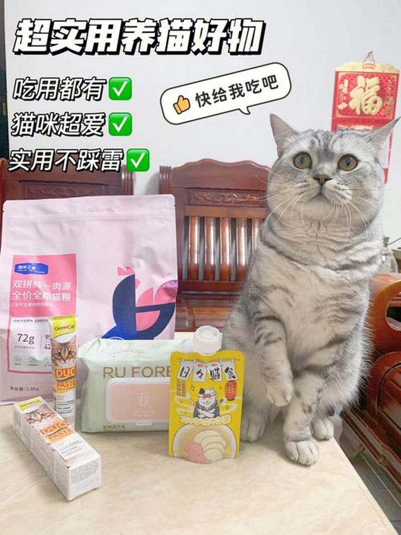 养猫神经衰弱—猫咪深夜嗨趴，主人神经衰竭-第1张图片-猫咪屋