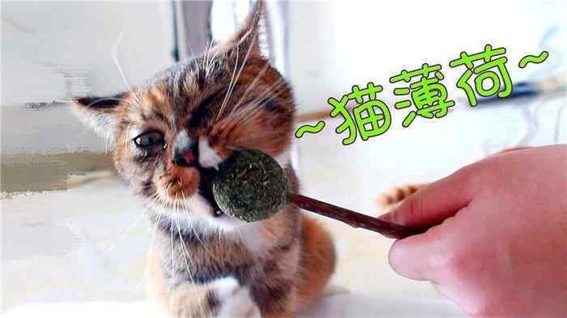 多久喂一次猫薄荷比较好(多久一次才给猫喂猫薄荷？安全喂食指南)-第1张图片-猫咪屋