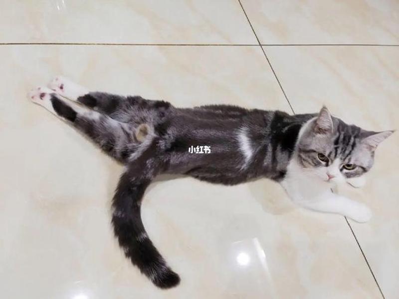 猫喂牛肉可以吗—给猫吃牛肉-第1张图片-猫咪屋