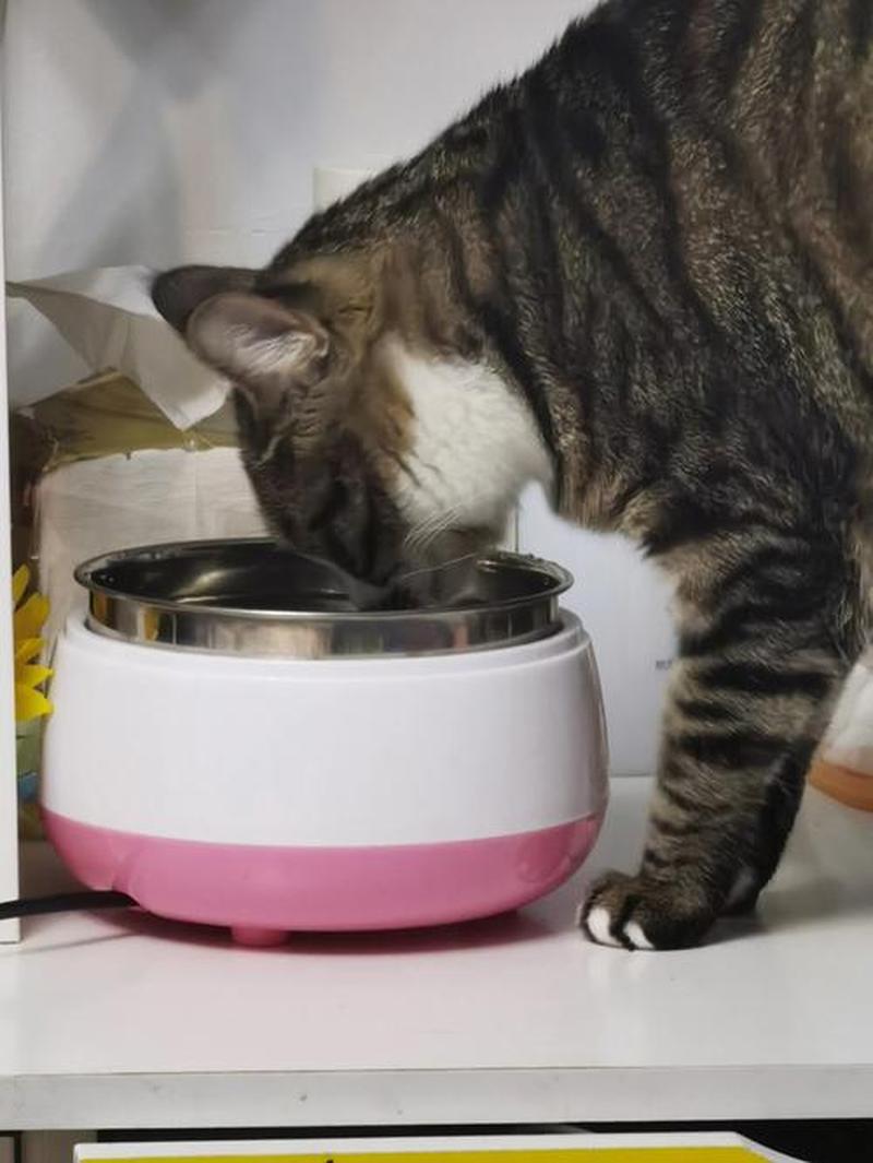 猫大量喝水食欲不振(猫喝水多吃饭少的原因)-第1张图片-猫咪屋