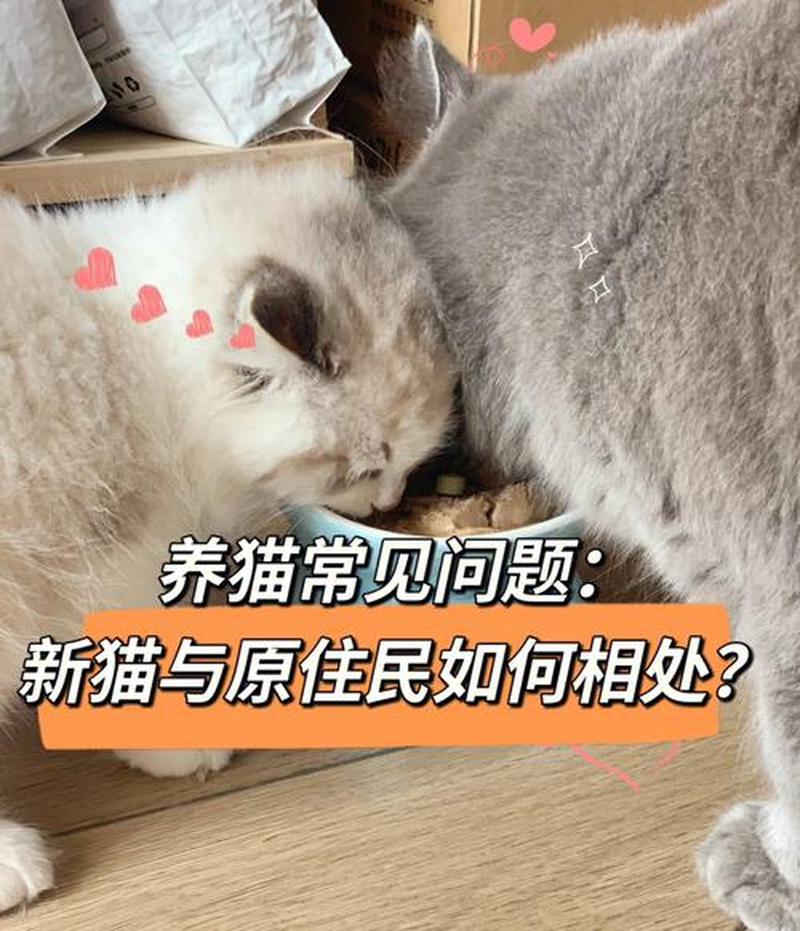 养猫如何去除异味(养猫怎样去除异味)-第1张图片-猫咪屋