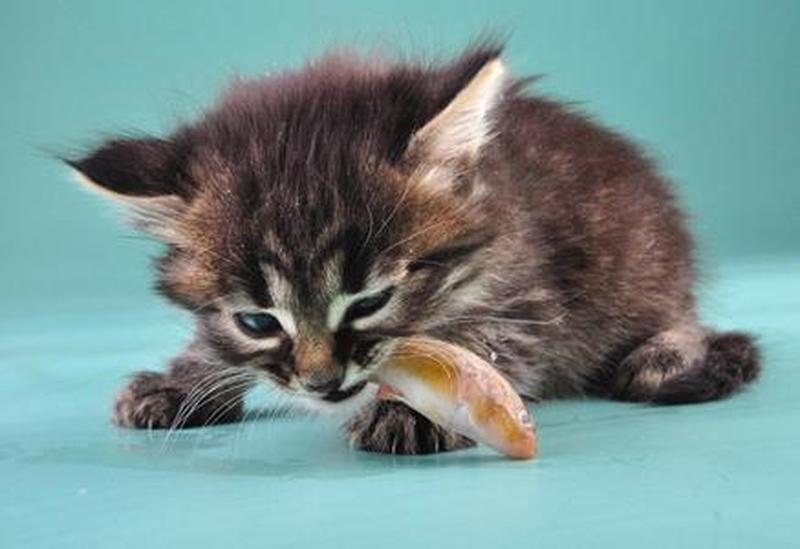 喂猫吃什么什么鱼(喂猫吃什么什么鱼更好)-第1张图片-猫咪屋