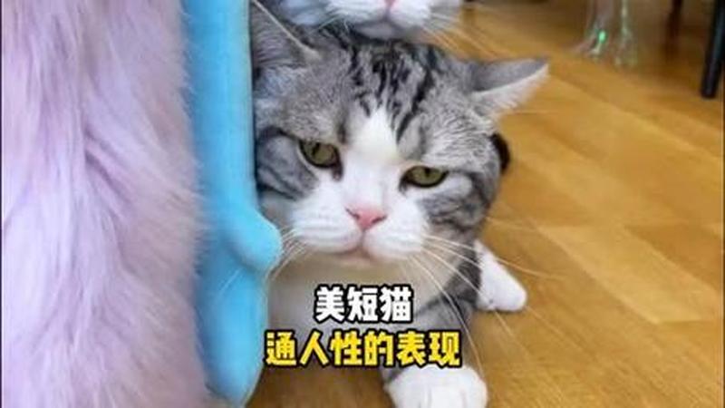 猫打架后食欲减退(猫斗罢 食欲减 忧心)-第1张图片-猫咪屋