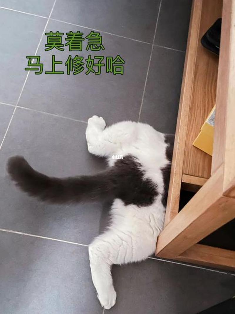 养猫猫论坛(养猫平台骗局)-第1张图片-猫咪屋