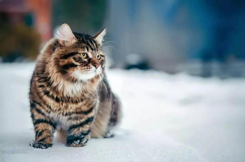 西伯利亚猫多少钱一只—西伯利亚猫的价格探秘：购买前必看-第1张图片-猫咪屋
