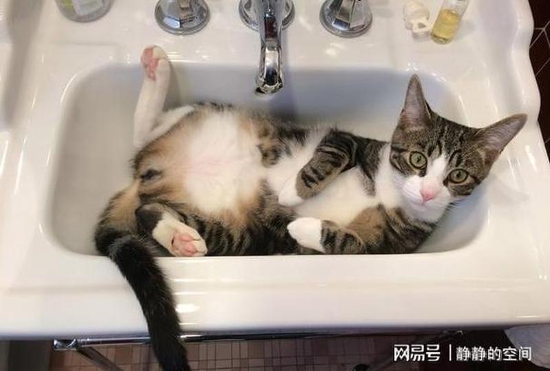 猫洗澡多少钱—猫洗澡多少钱一次-第1张图片-猫咪屋