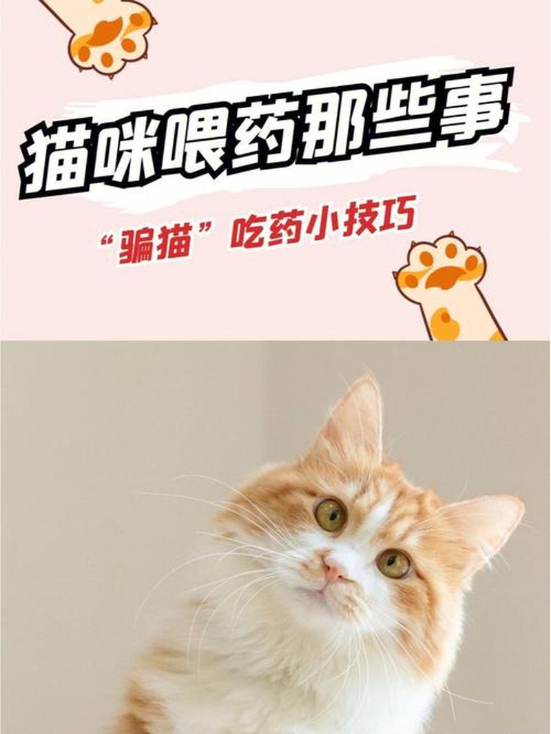 怎样喂猫药怎么办—怎么喂药给猫吃-第1张图片-猫咪屋