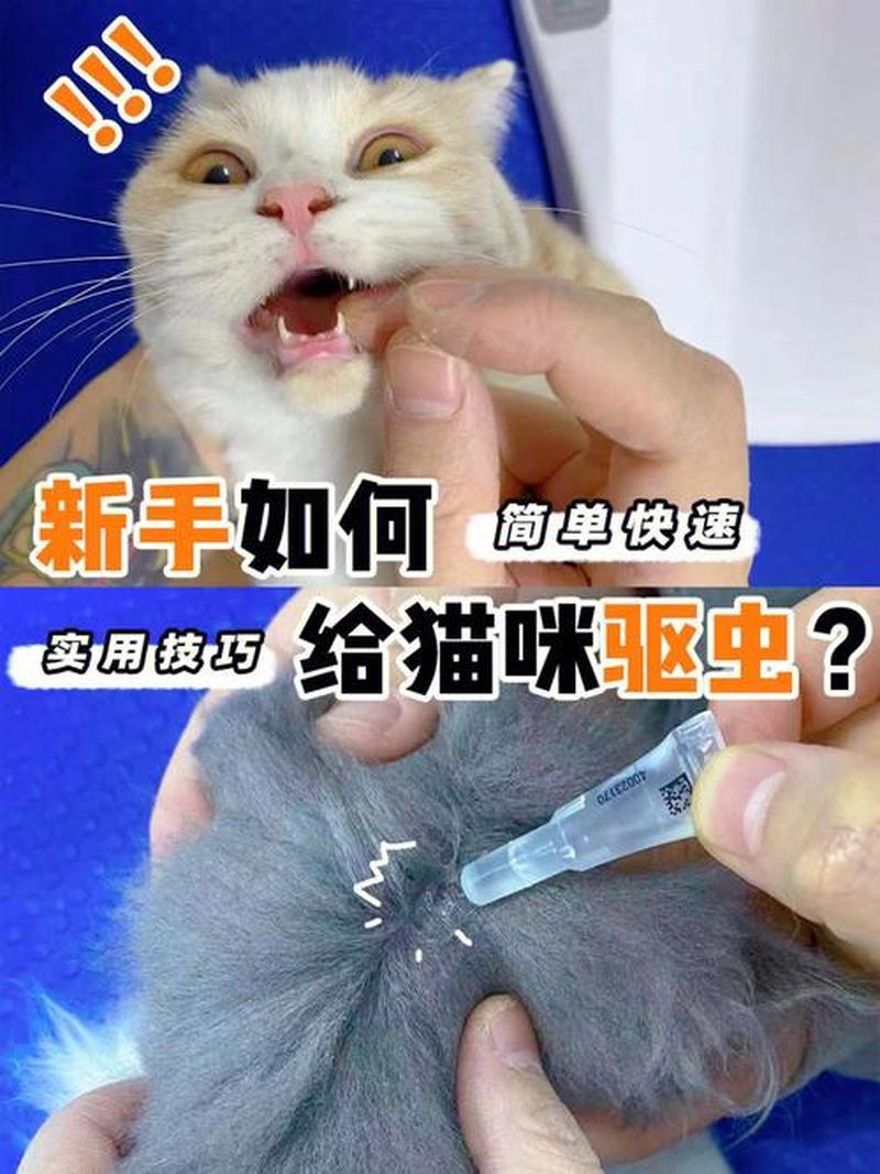 艾滋病养猫_艾滋病养猫很容易得弓形虫吗-第1张图片-猫咪屋