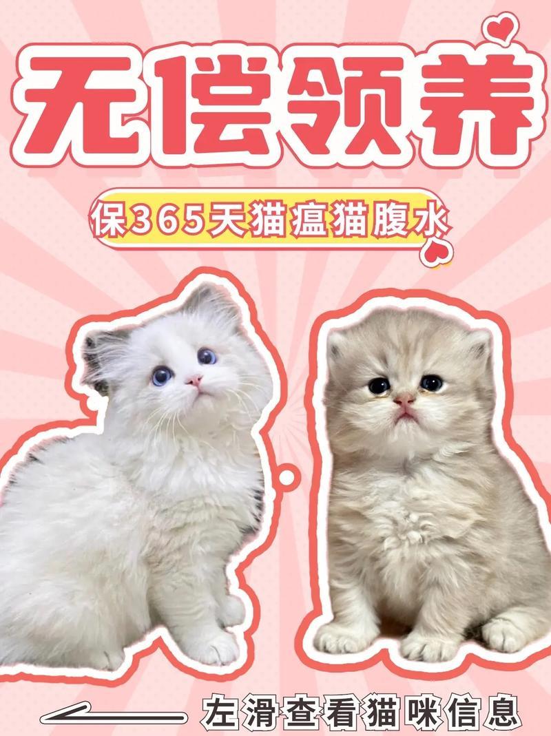 广东领养猫咪_领养猫广州-第1张图片-猫咪屋