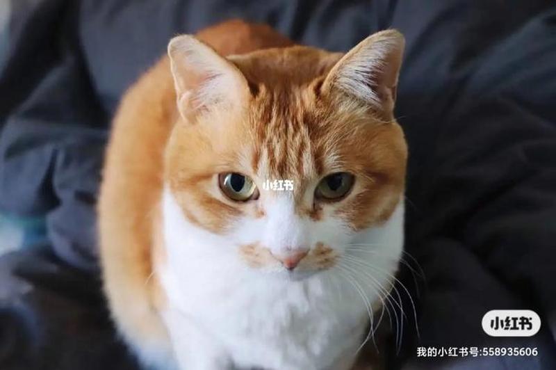 半个月的猫喂几次_半月喂猫频率详解：养猫必知事项-第1张图片-猫咪屋