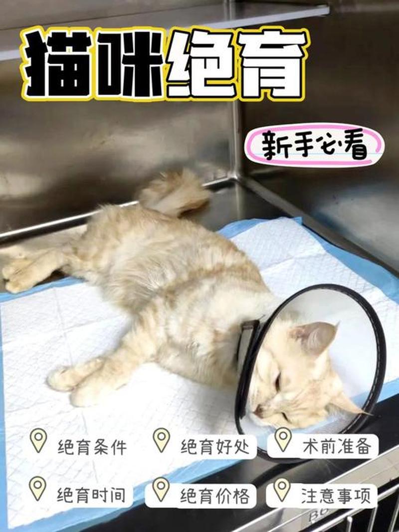 养猫需要做绝育吗—养猫咪一定要绝育吗-第1张图片-猫咪屋