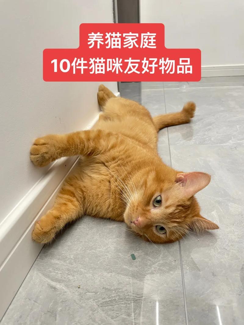 大专可以养猫咪吗(大学时光，猫咪相伴：大专生的萌宠选择)-第1张图片-猫咪屋