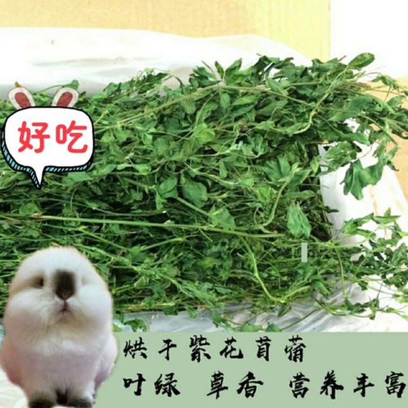 龙猫吃苜蓿草的好处—苜蓿草致胜秘诀：龙猫健康美味指南-第1张图片-猫咪屋