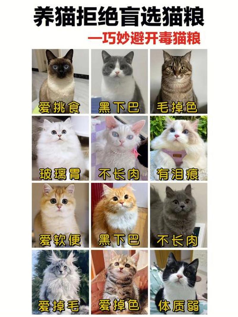 猫多久喂一次猫粮_猫粮喂食频率指南：从幼猫到成猫的更佳建议-第1张图片-猫咪屋