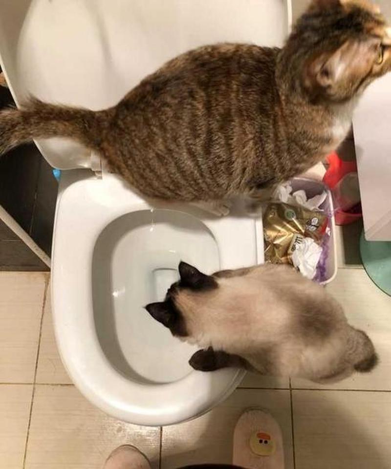 猫吐了能喂水吗吗会死吗(猫咪呕吐后能否进水：喂水时机和注意事项)-第1张图片-猫咪屋
