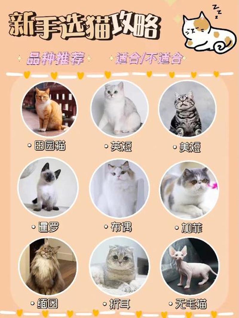 室内养猫生活指南_营造室内猫猫幸福乐园：打造完美居家猫环境-第1张图片-猫咪屋