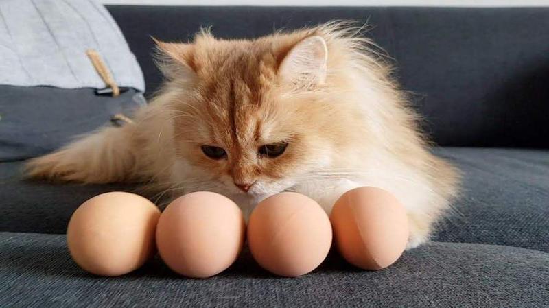 猫能吃鸡蛋吗—猫能吃鸡蛋吗怎么吃-第1张图片-猫咪屋