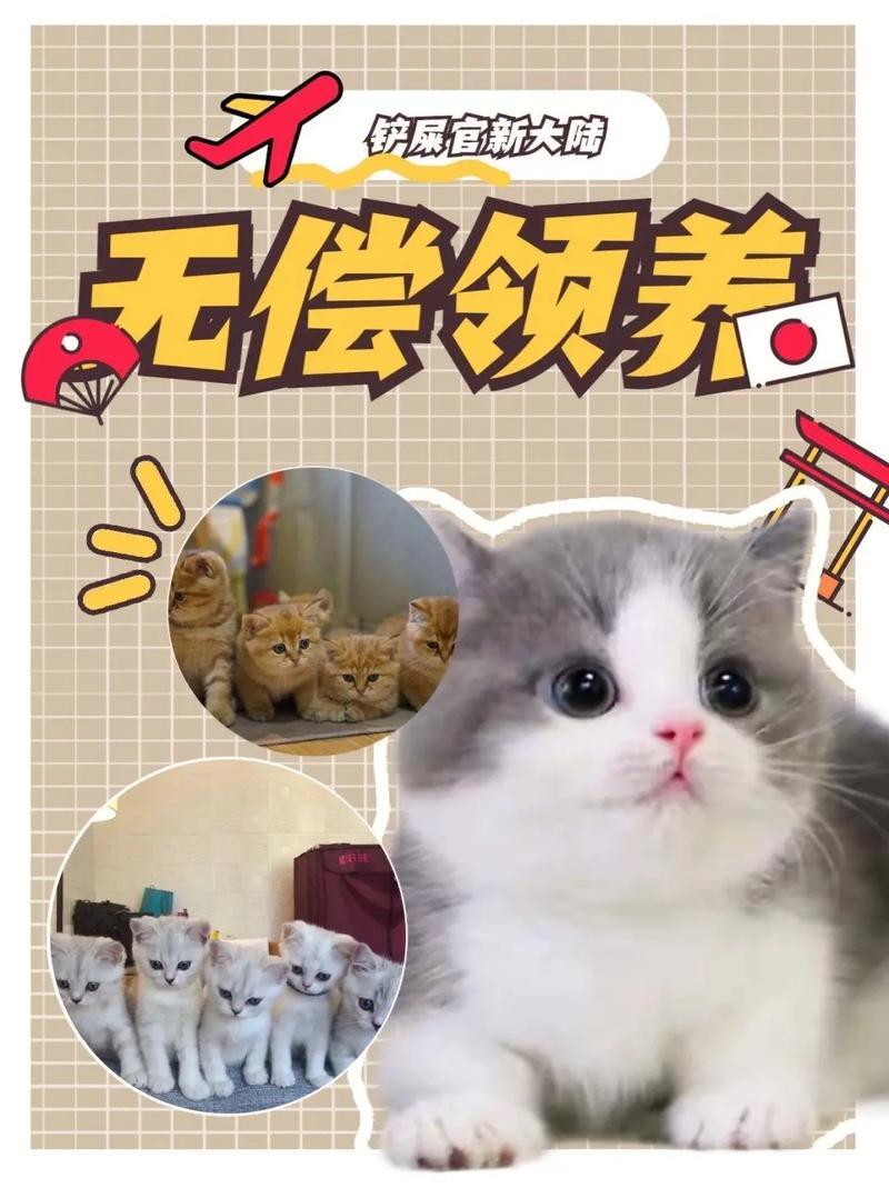 郑州领养猫咪中心_郑州猫领养中心官网-第1张图片-猫咪屋