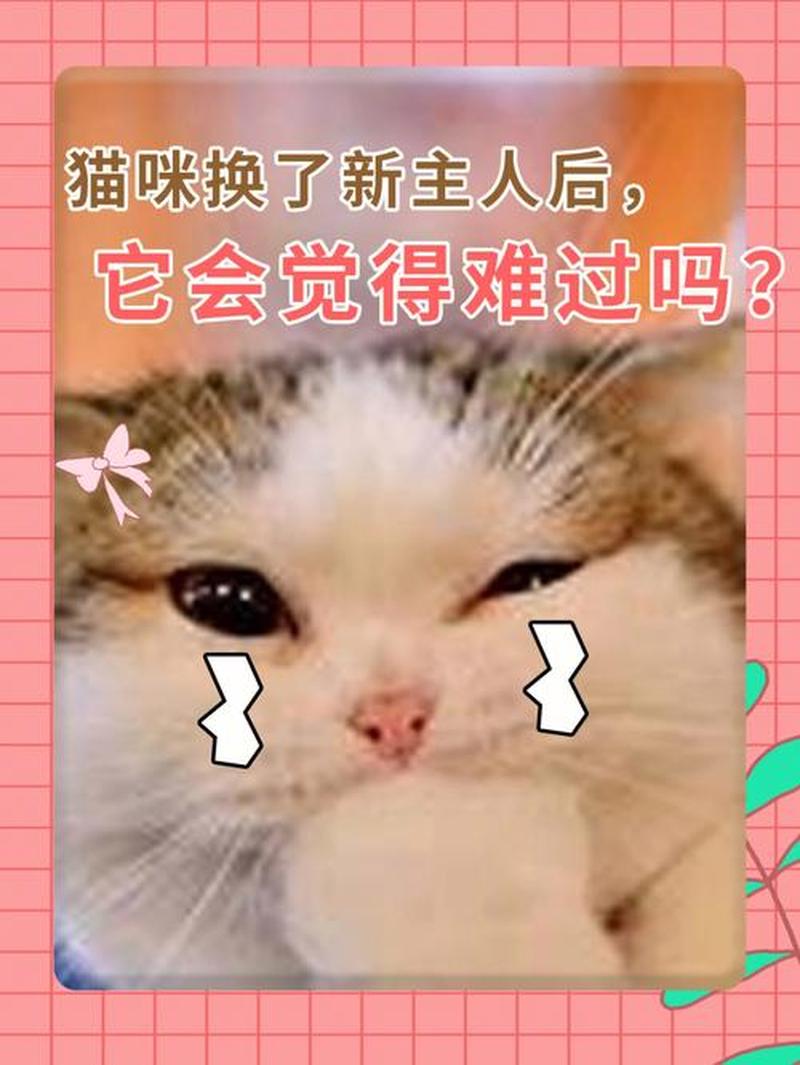 猫随便喂就好了—随性喂养，猫咪无忧-第1张图片-猫咪屋